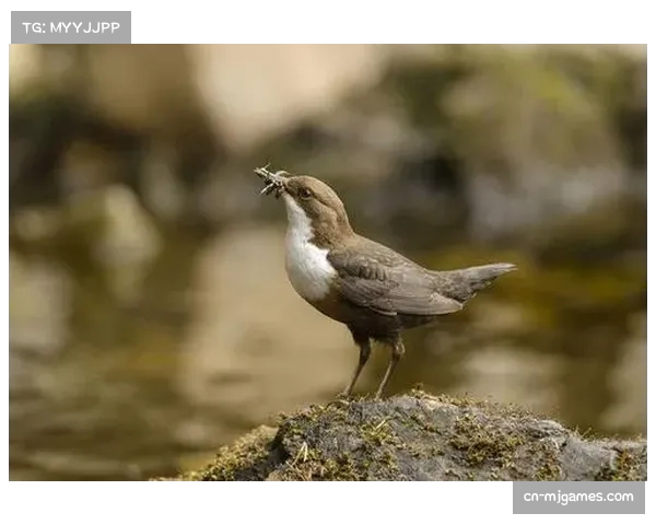镜头故事：在暴雨中，诺丁汉森林边翼卫坚持送出数十次传中。